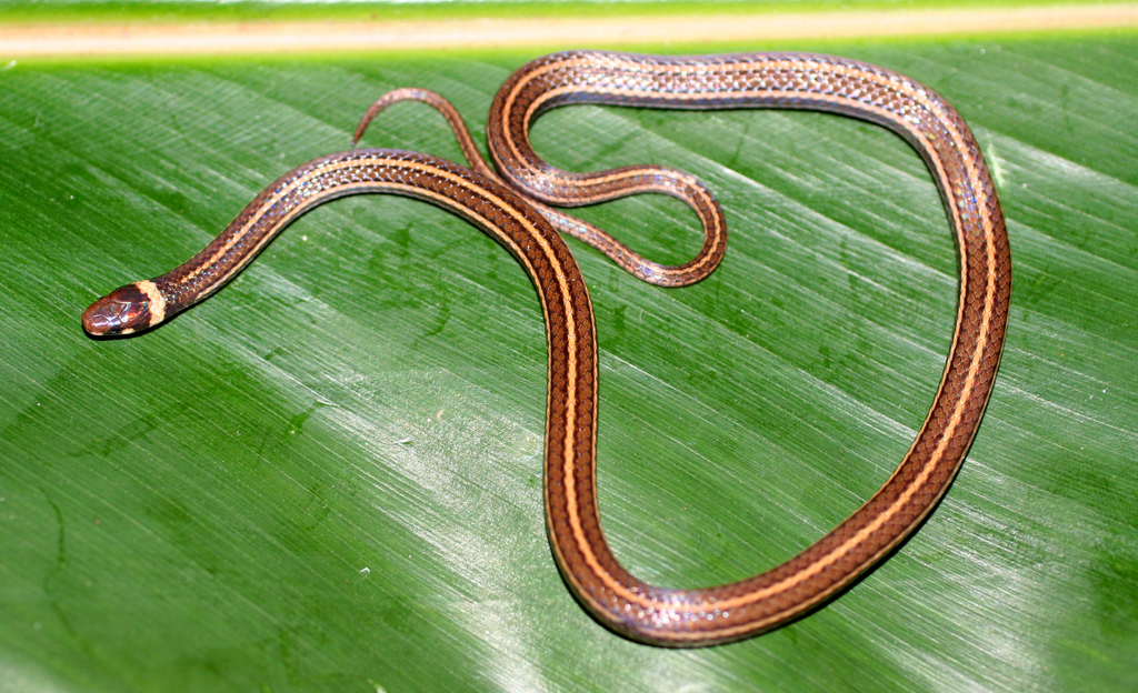 Tantilla excelsa