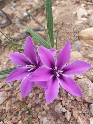Babiana radiata