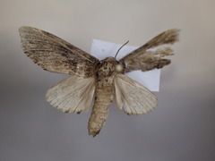 Norracoides basinotata