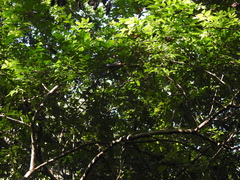 Psidium sartorianum