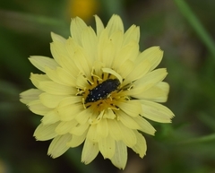 Acmaeodera ornatoides