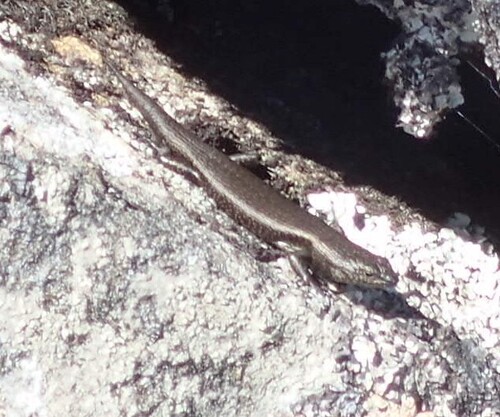 Alpine Cool-skink, Carinascincus greeni