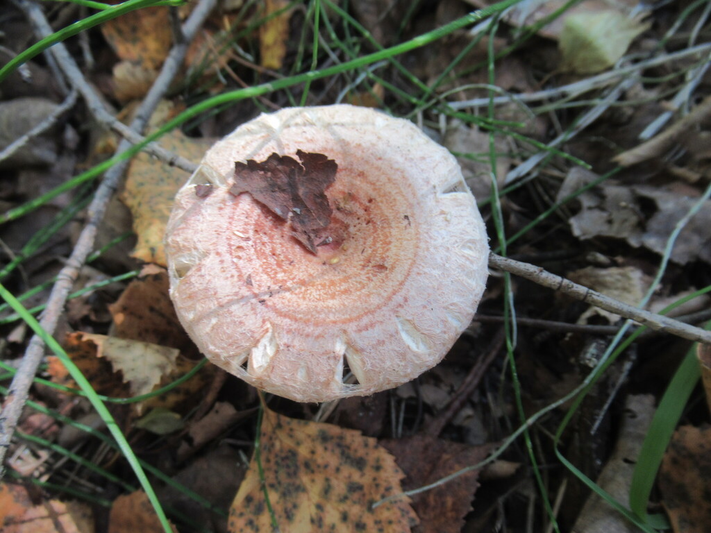 Lactarius torminosus · August 2025 · photo: © smsergey (iNaturalist, cc-by-nc)