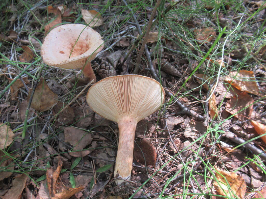 Lactarius torminosus · August 2025 · photo: © smsergey (iNaturalist, cc-by-nc)