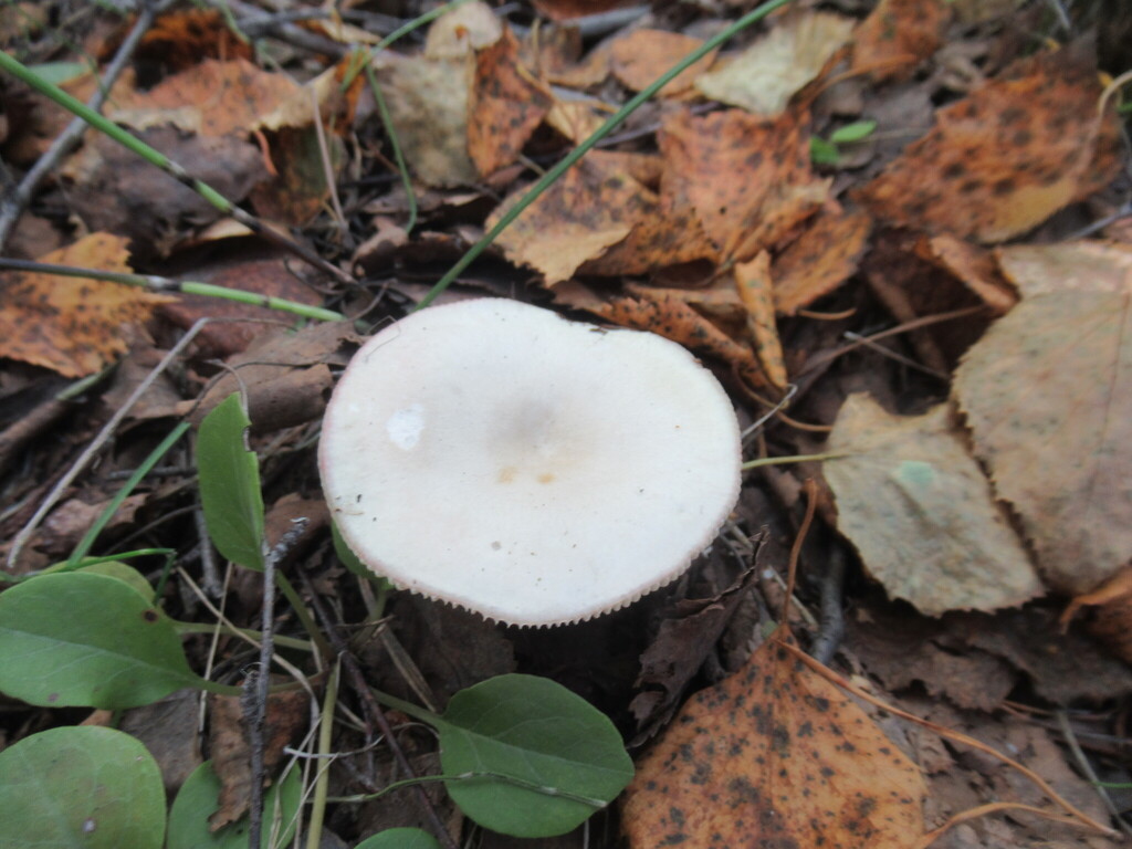 Russula fragilis · August 2025 · photo: © smsergey (iNaturalist, cc-by-nc)