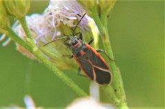 Melacoryphus circumlitus