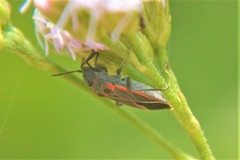 Melacoryphus circumlitus