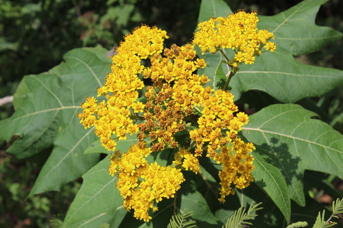 Verbesina fastigiata