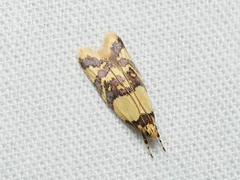 Callithauma callianthes