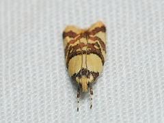 Callithauma callianthes