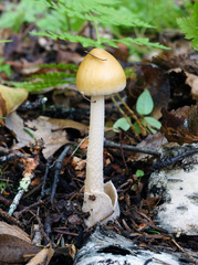 Amanita sinicoflava