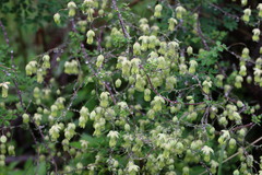Thalictrum yunnanense