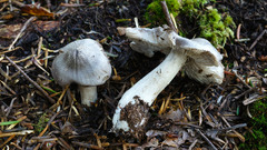 Tricholoma atrodiscus