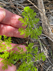 Annesorhiza macrocarpa, photograph (c) Simon Tamblyn, some rights reserved (CC BY)