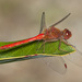 Autumn Meadowhawk - Photo (c) Jim Johnson, some rights reserved (CC BY-NC-ND)