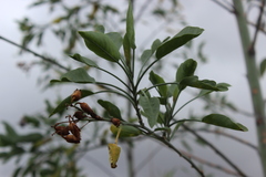 Nicotiana glauca