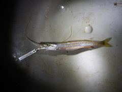Sphyraena borealis