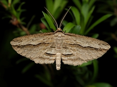 Euphronarcha luxaria