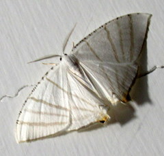 Brachurapteryx tesserata