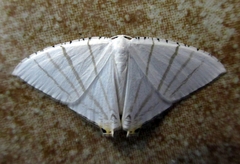 Brachurapteryx tesserata