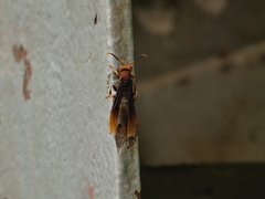Polistes infuscatus