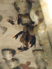 Polistes infuscatus