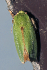 Thespea bicolor