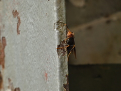 Polistes infuscatus