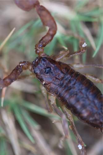 Grosphus hirtus