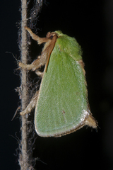Thespea bicolor