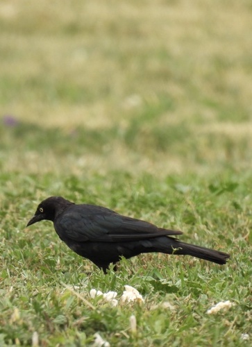 iNaturalist observation 2025-07-20