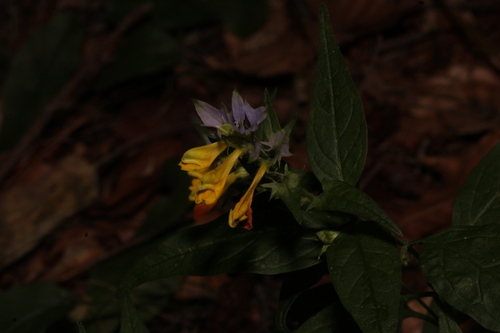 Blue cow-wheat (Melampyrum vaudense)
