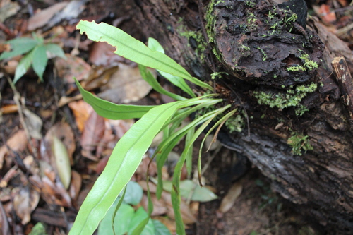 Elaphoglossum callifolium iNat (3)