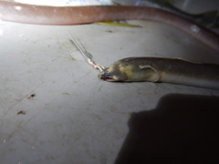 Bascanichthys bascanium