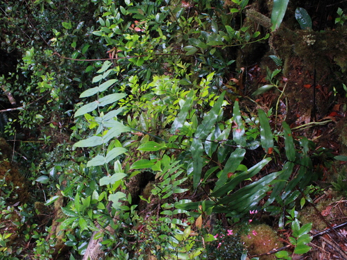 Histiopteris stipulacea observed 2025-07-15