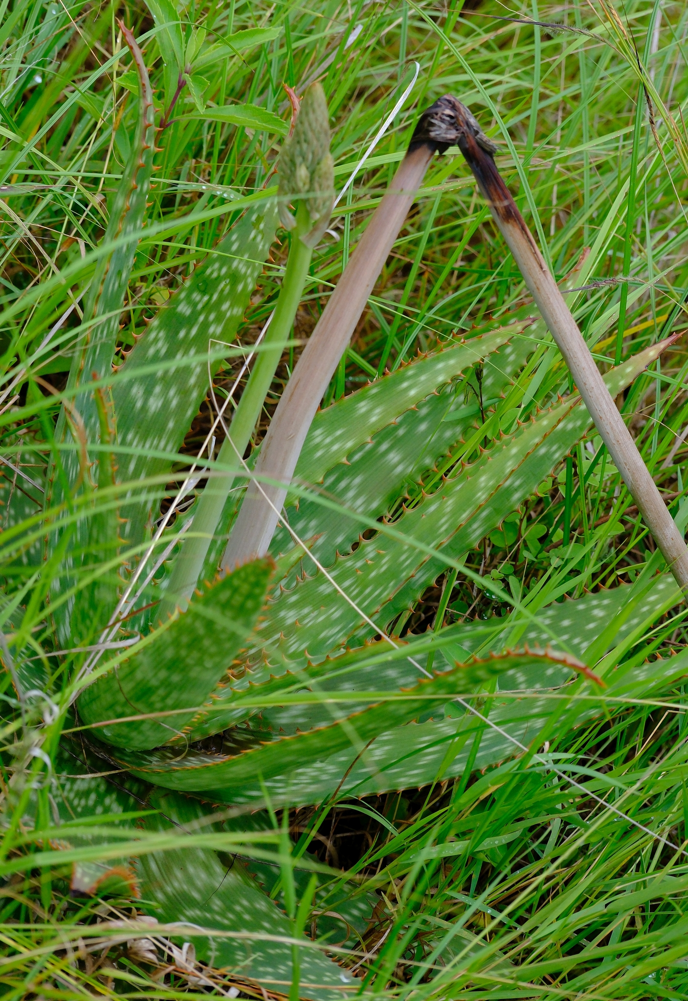 Aloe amudatensis