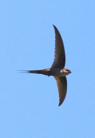 Malagasy Palm Swift