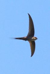 Cypsiurus gracilis