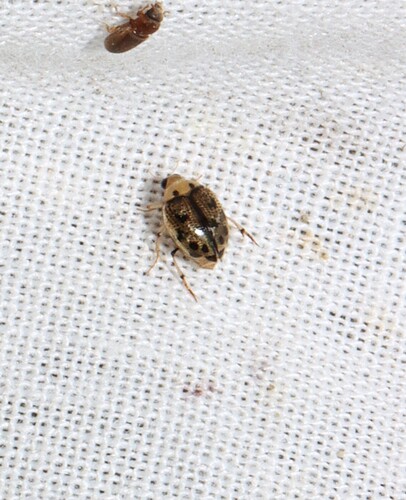 Peltodytes sexmaculatus photo 4