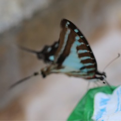 Graphium evombar evombar