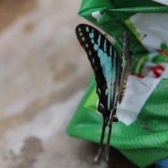 Graphium evombar evombar