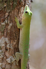 Phelsuma kochi