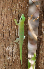 Phelsuma kochi
