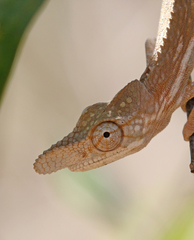 Furcifer rhinoceratus