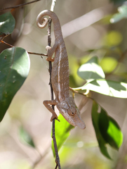 Furcifer rhinoceratus