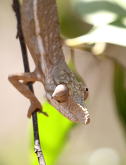 Furcifer rhinoceratus