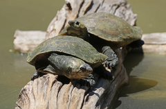Madagascan Big-Headed Turtle photo 5
