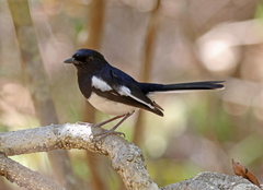 Copsychus albospecularis