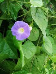 Ipomoea meyeri