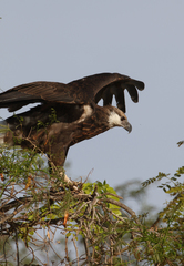 Haliaeetus vociferoides